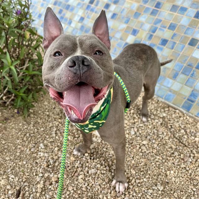 STITCH, Adoptable, Adult Male Staffordshire Bull Terrier & Mixed Breed.