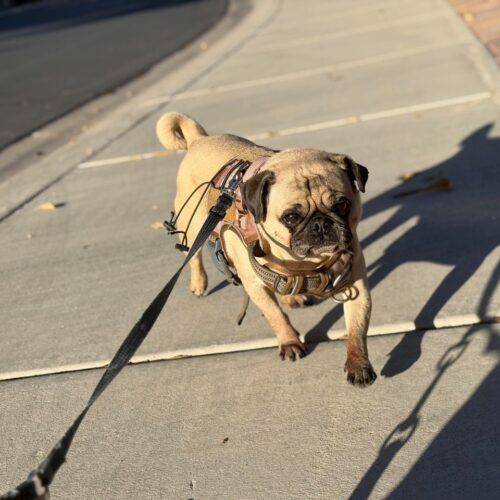 Milo, a Adoptable Pug in Seattle, WA image 1/6