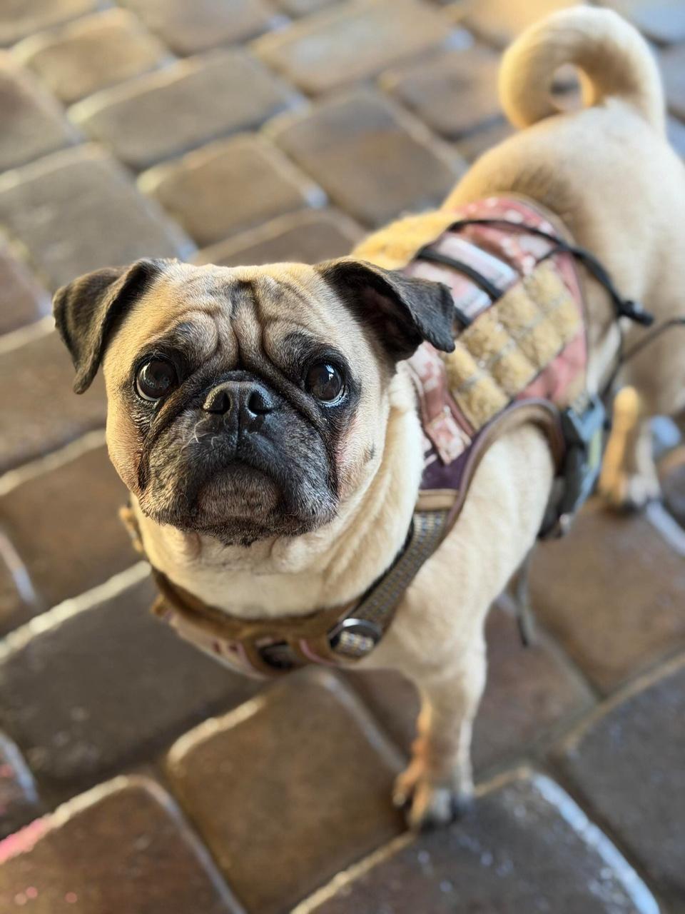 Milo, a Adoptable Pug in Seattle, WA image 2/6