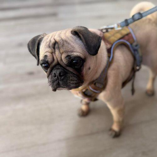 Milo, a Adoptable Pug in Seattle, WA image 3/6