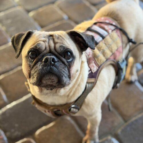 Milo, a Adoptable Pug in Seattle, WA image 4/6
