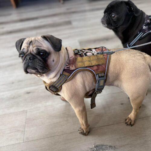 Milo, a Adoptable Pug in Seattle, WA image 5/6