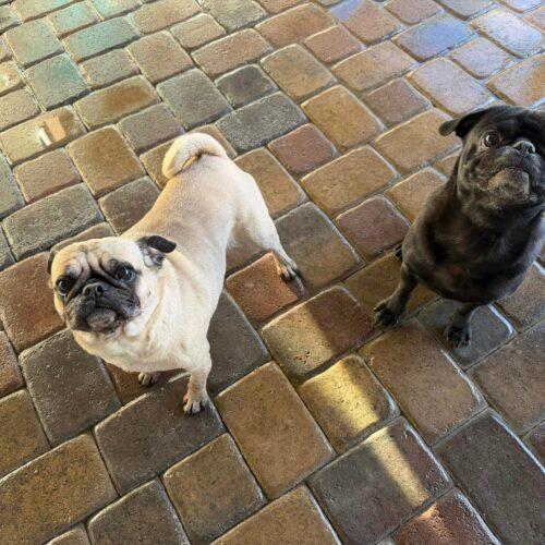 Milo, a Adoptable Pug in Seattle, WA image 6/6