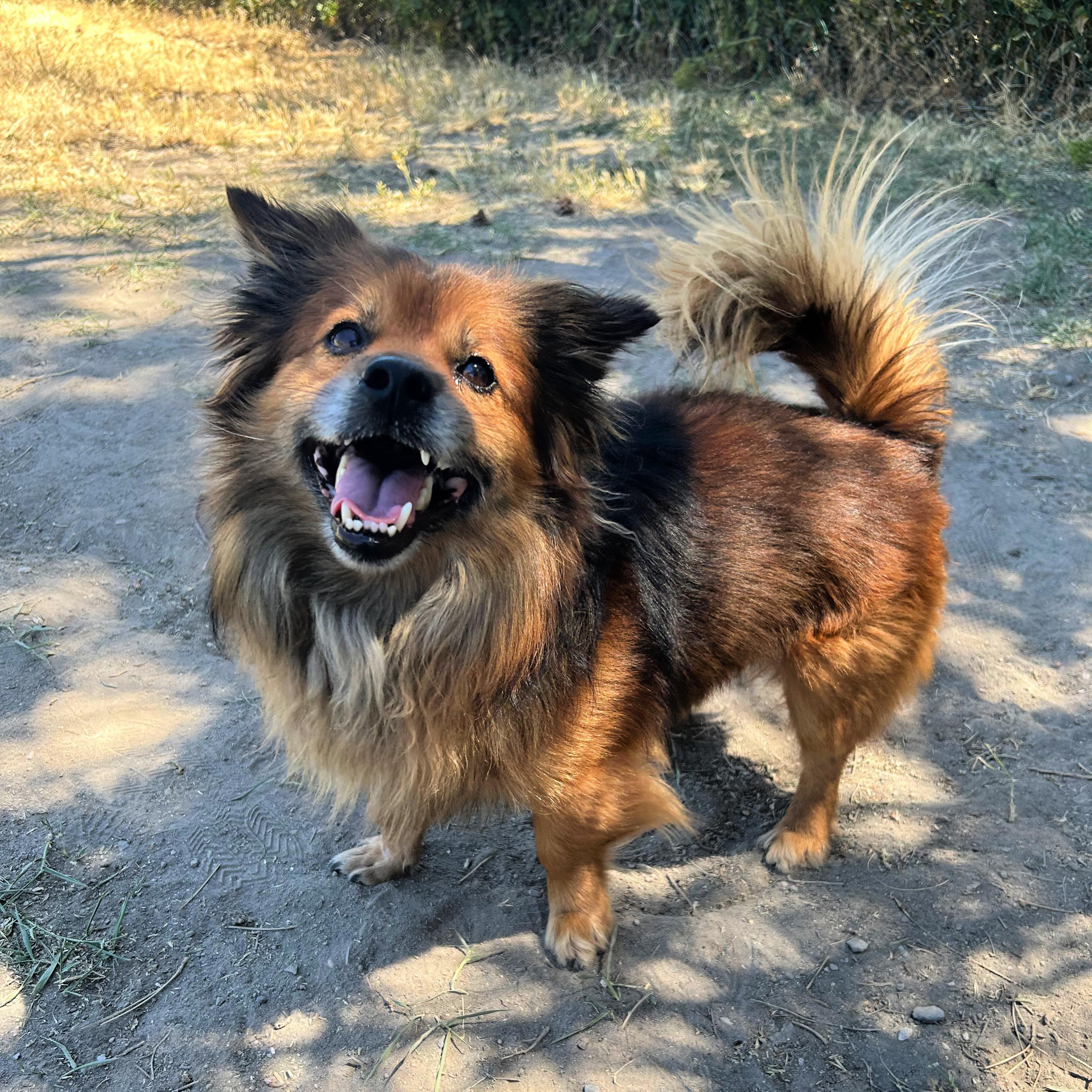 Rowlf, a ADOPTABLE Mixed Breed in Lindon, UT image 1/5