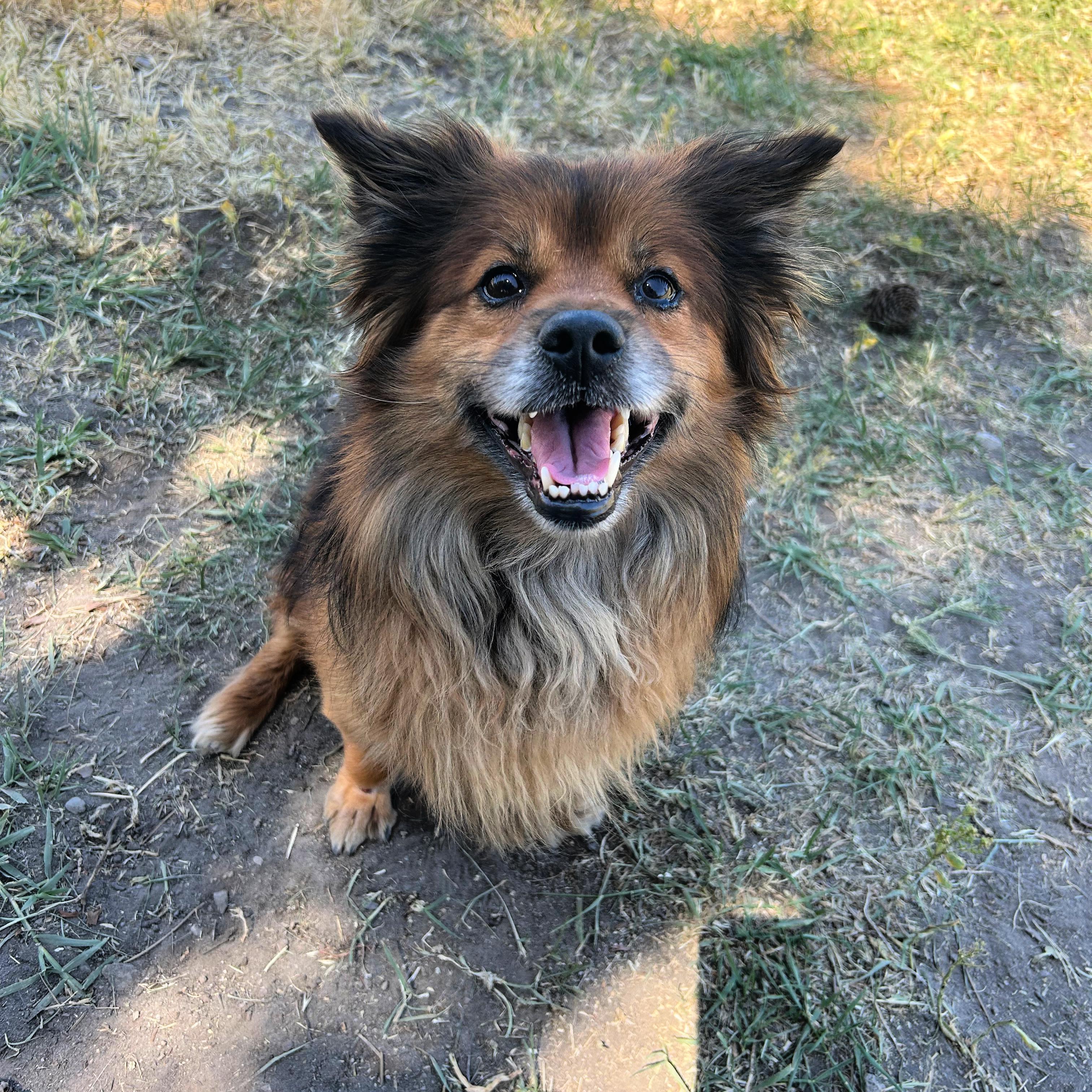 Rowlf, a ADOPTABLE Mixed Breed in Lindon, UT image 5/5