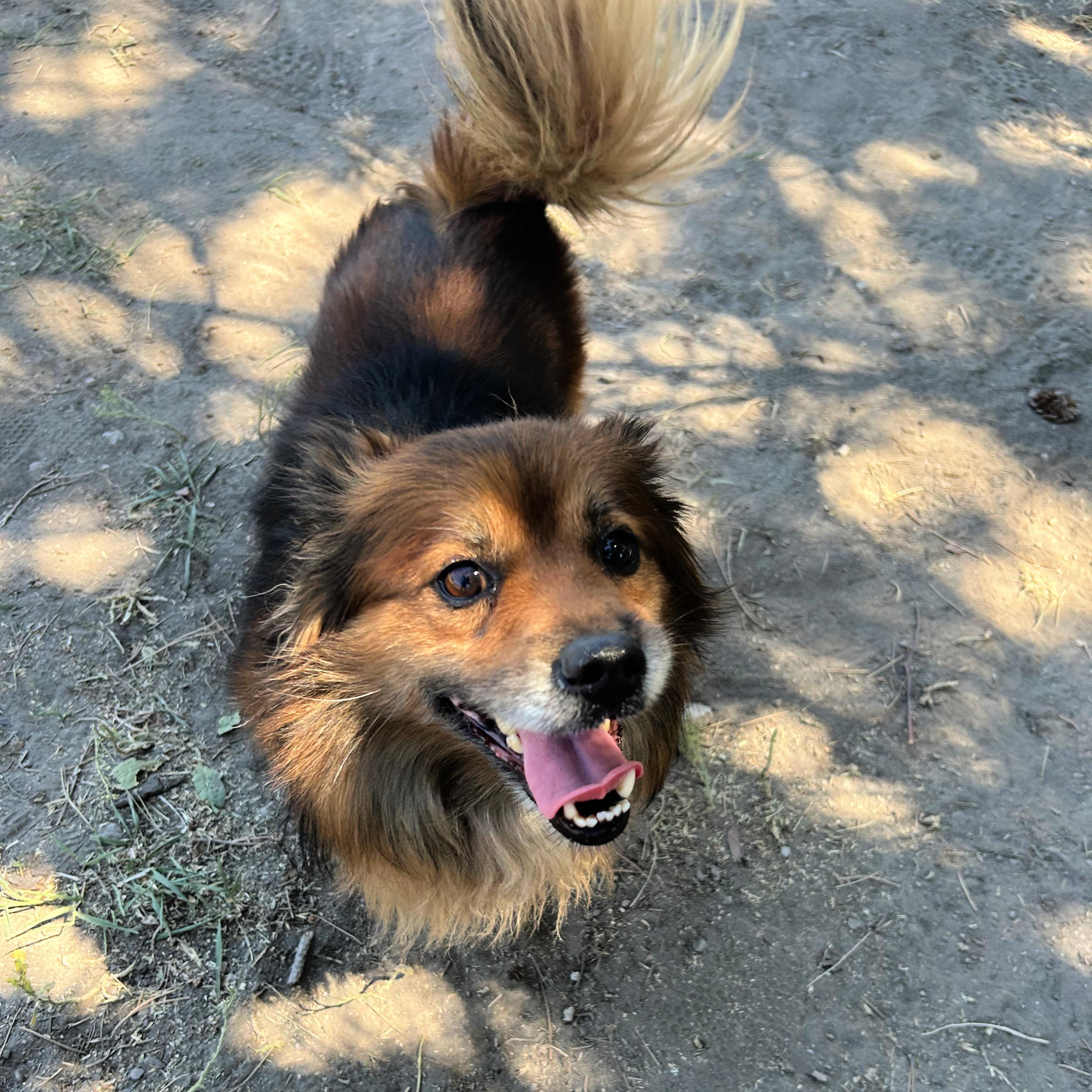 Rowlf, a ADOPTABLE Mixed Breed in Lindon, UT image 3/5