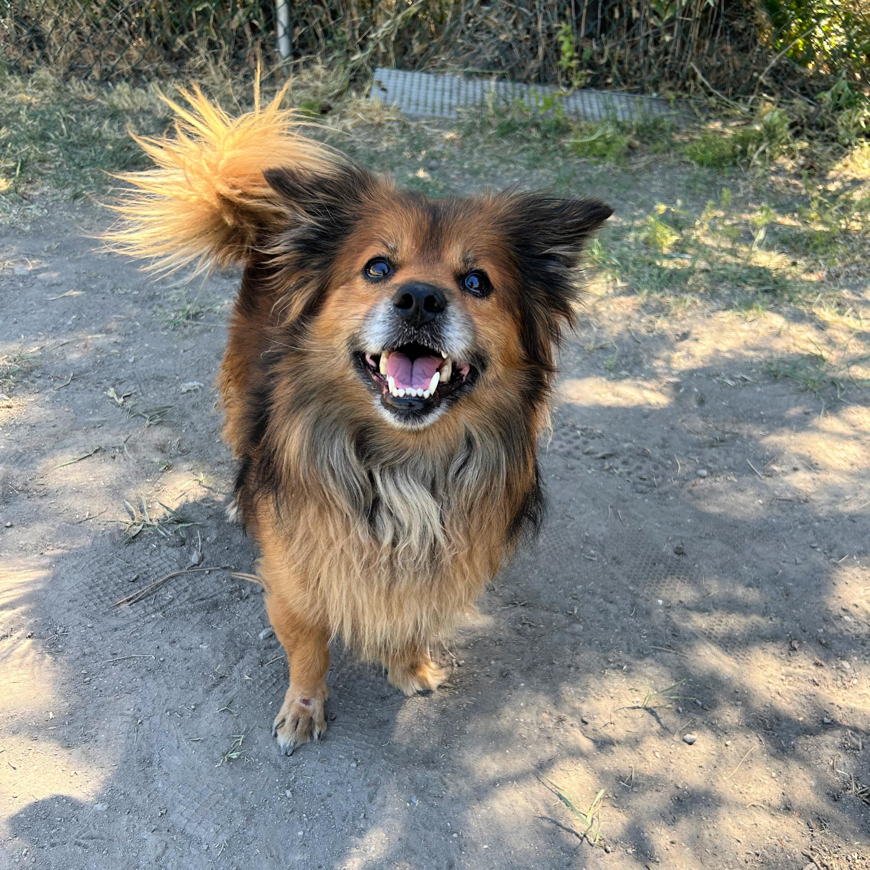 Rowlf, a ADOPTABLE Mixed Breed in Lindon, UT image 4/5