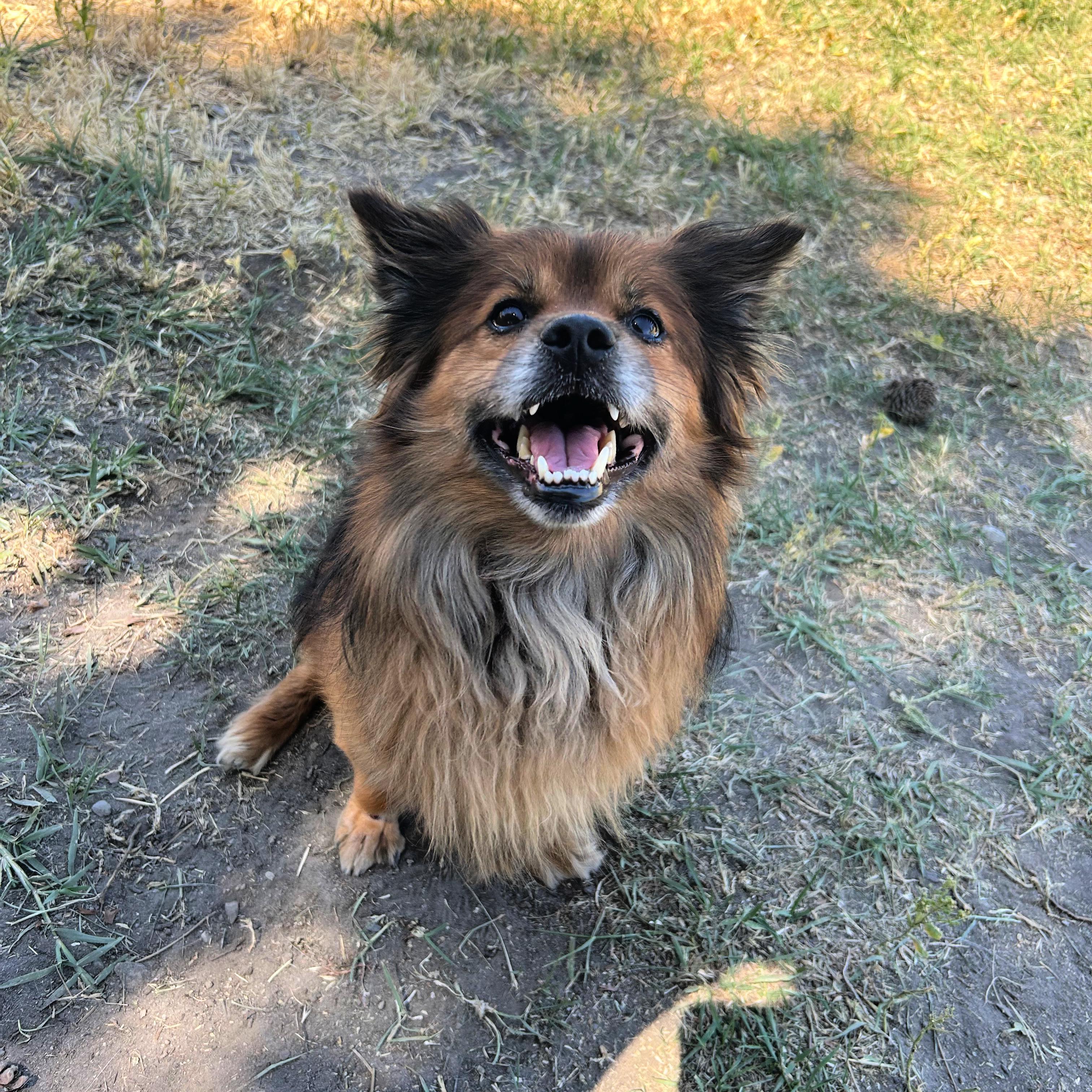 Rowlf, a ADOPTABLE Mixed Breed in Lindon, UT image 2/5