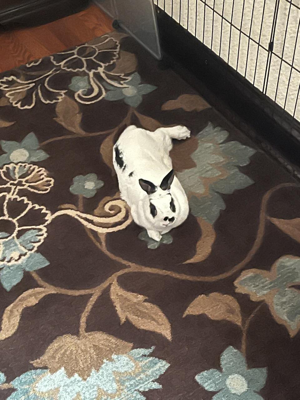 FLASH (ADULT NEUTERED MALE), a Adoptable Dwarf Eared in Teaneck, NJ image 2/6