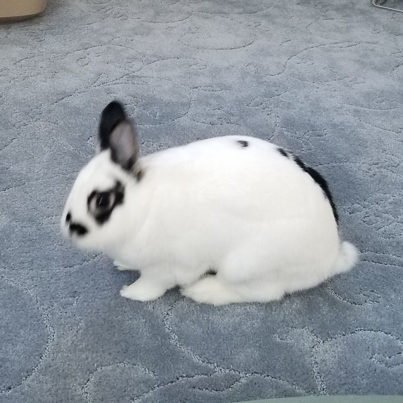 FLASH (ADULT NEUTERED MALE), a Adoptable Dwarf Eared in Teaneck, NJ image 5/6