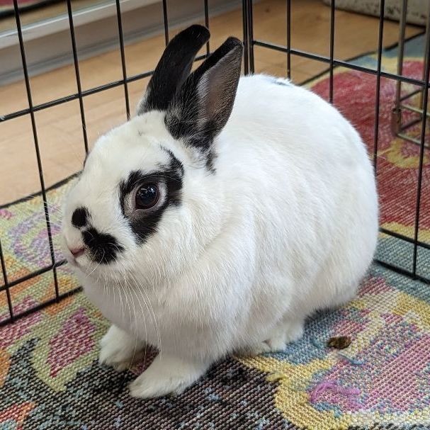 FLASH (ADULT NEUTERED MALE), a Adoptable Dwarf Eared in Teaneck, NJ image 3/6