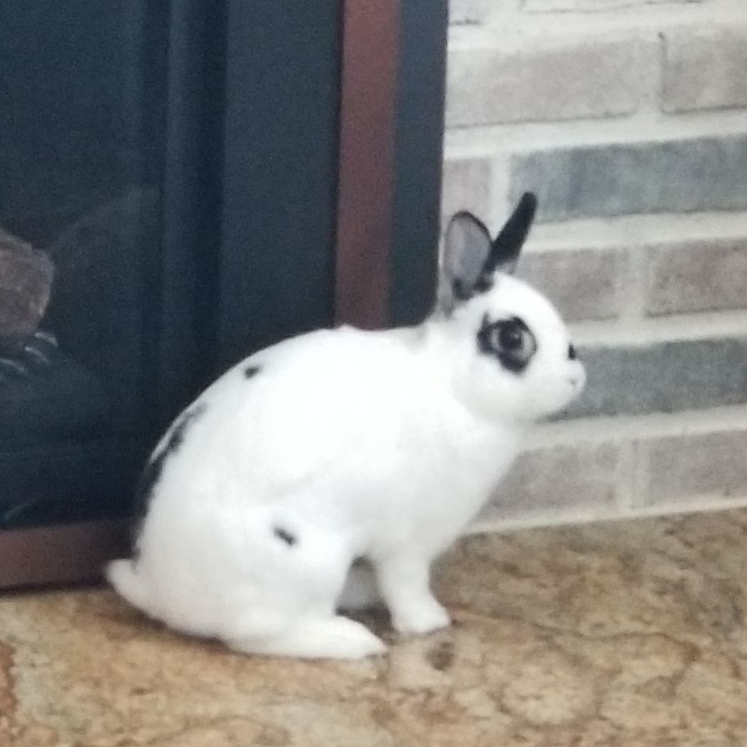 FLASH (ADULT NEUTERED MALE), a Adoptable Dwarf Eared in Teaneck, NJ image 4/6