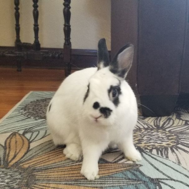 FLASH (ADULT NEUTERED MALE), a Adoptable Dwarf Eared in Teaneck, NJ image 6/6