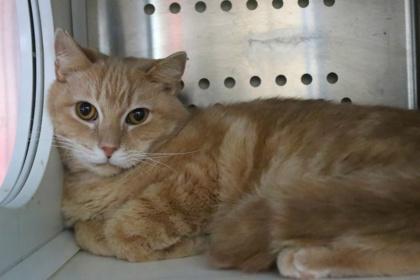 Enlarge Venda, a Adoptable Domestic Short Hair in Brunswick, GA image 1/3