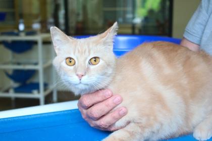Enlarge Venda, a Adoptable Domestic Short Hair in Brunswick, GA image 3/3