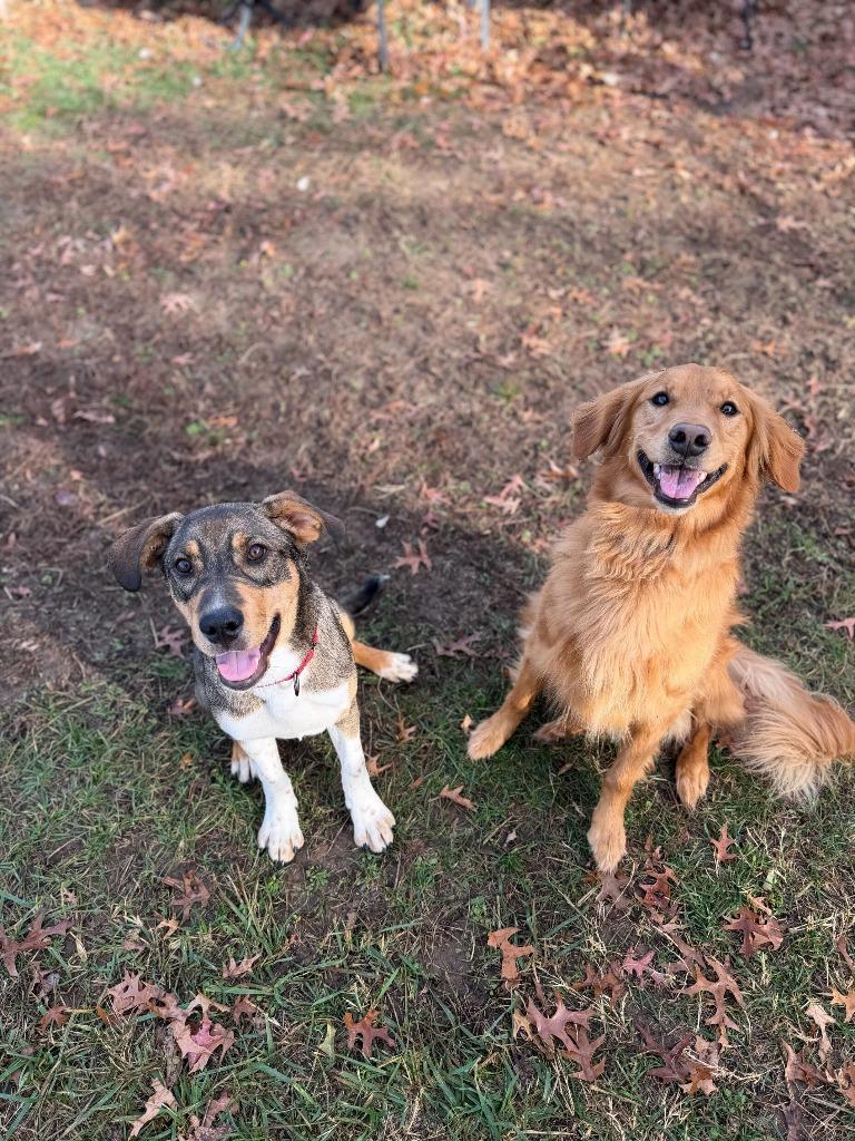 Kipp, Adoptable, Young Male Shepherd & Mixed Breed.