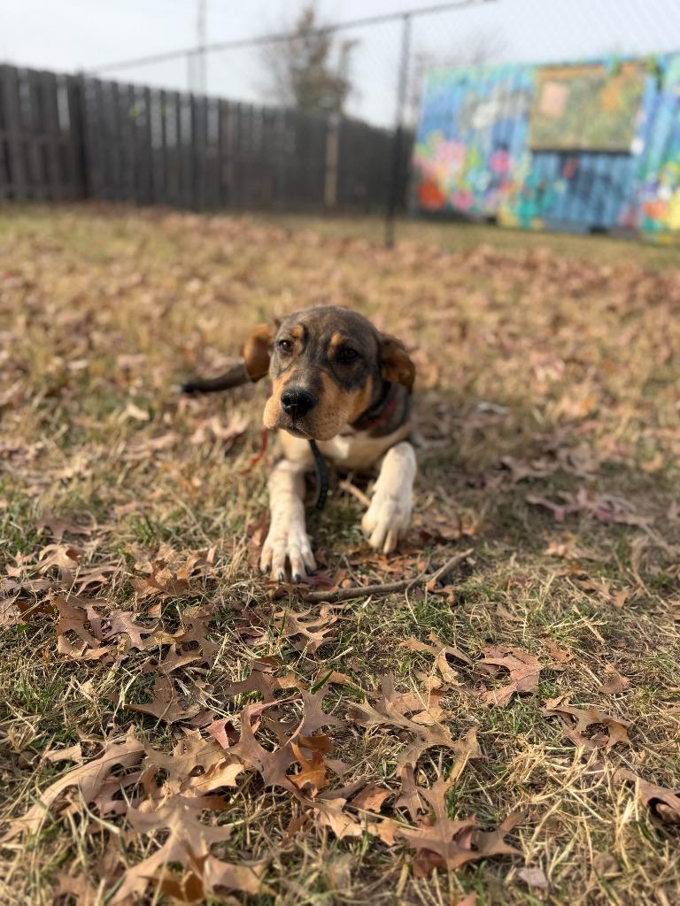 Kipp, a Adoptable mixed breed in Fayetteville, AR image 2/6