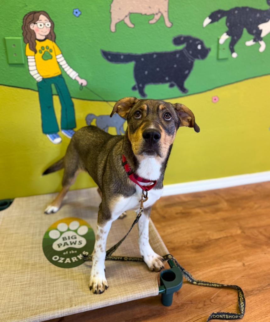 Kipp, a Adoptable mixed breed in Fayetteville, AR image 3/6