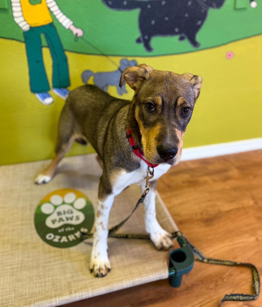 Kipp, a Adoptable mixed breed in Fayetteville, AR image 5/6