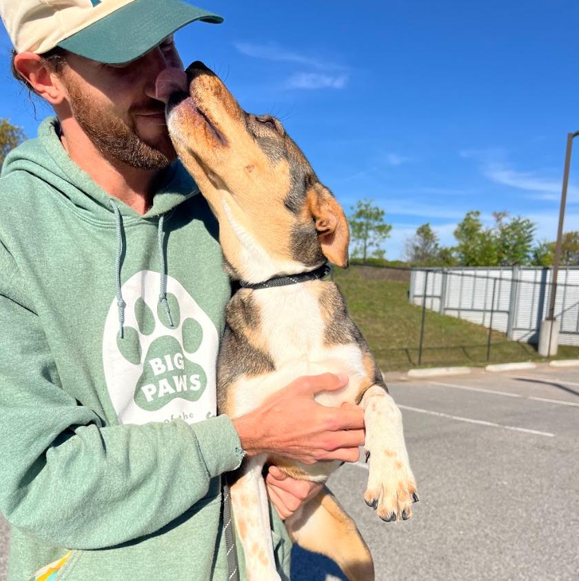 Kipp, a Adoptable mixed breed in Fayetteville, AR image 6/6