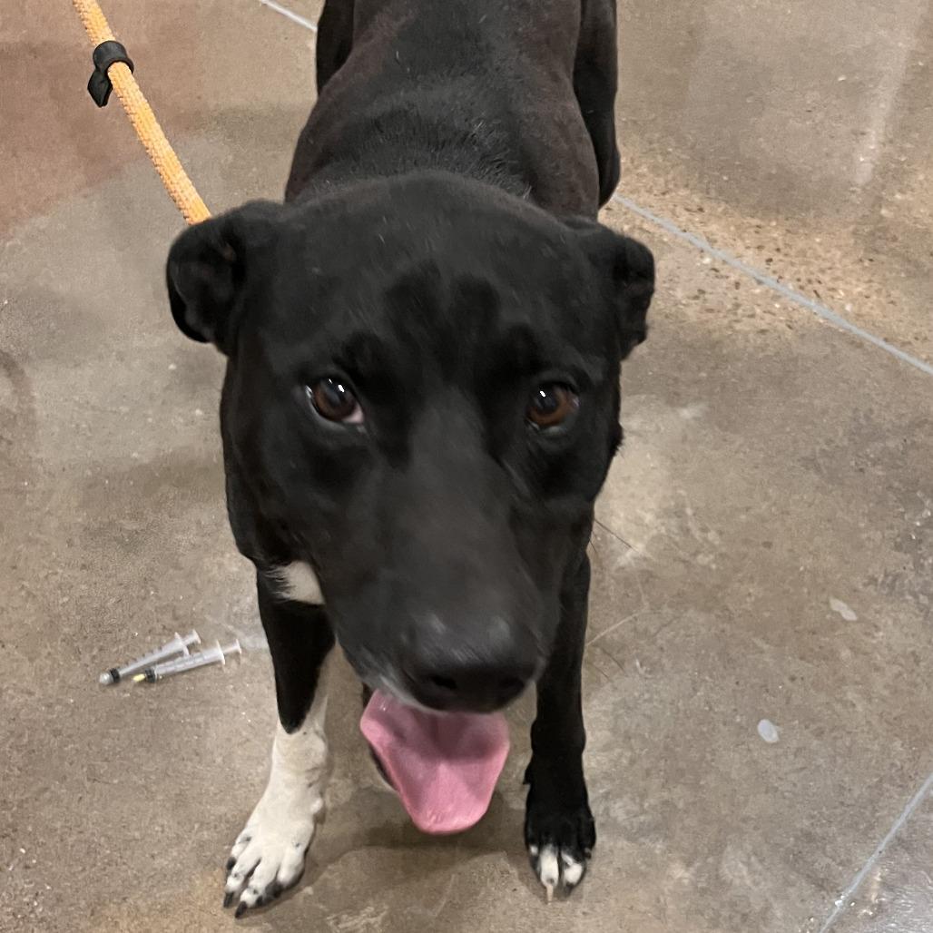 Coe, Adoptable, Adult Male Staffordshire Bull Terrier & Mixed Breed.