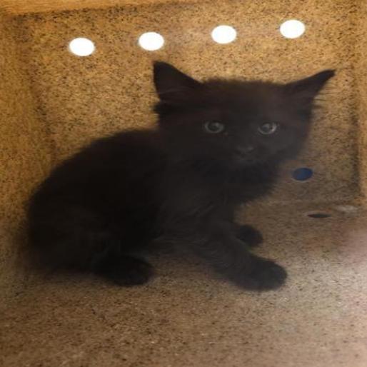 Swat, Adoptable, Kitten Male Domestic Medium Hair.