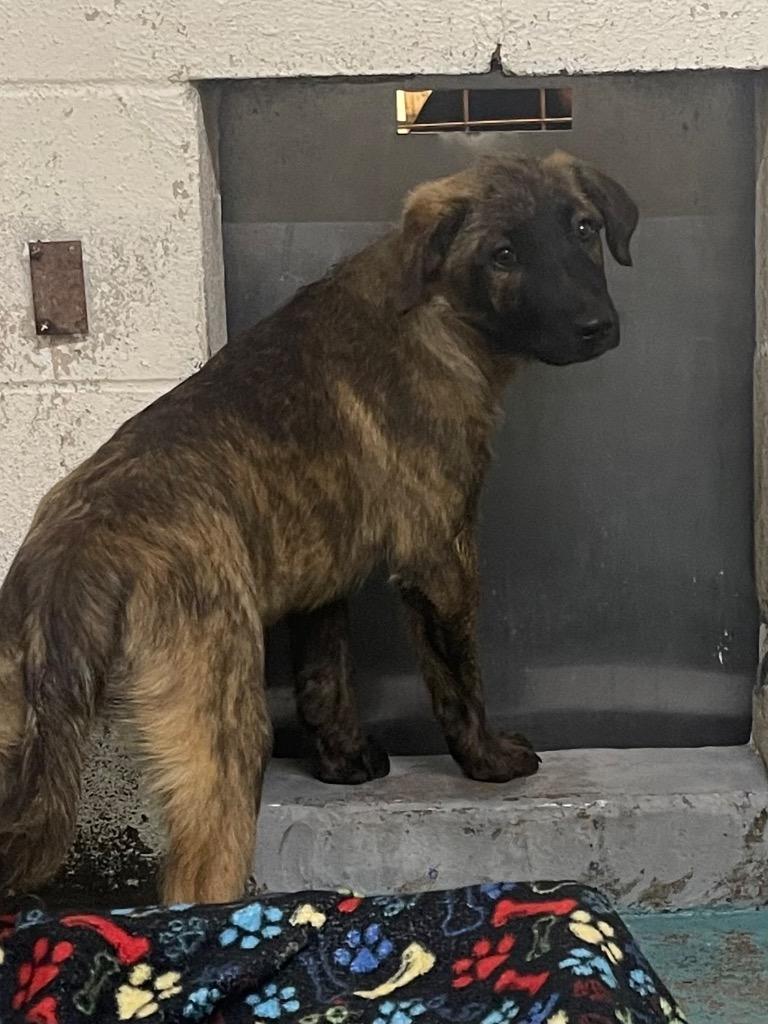 Delilah, Adoptable, Puppy Female German Shepherd Dog.
