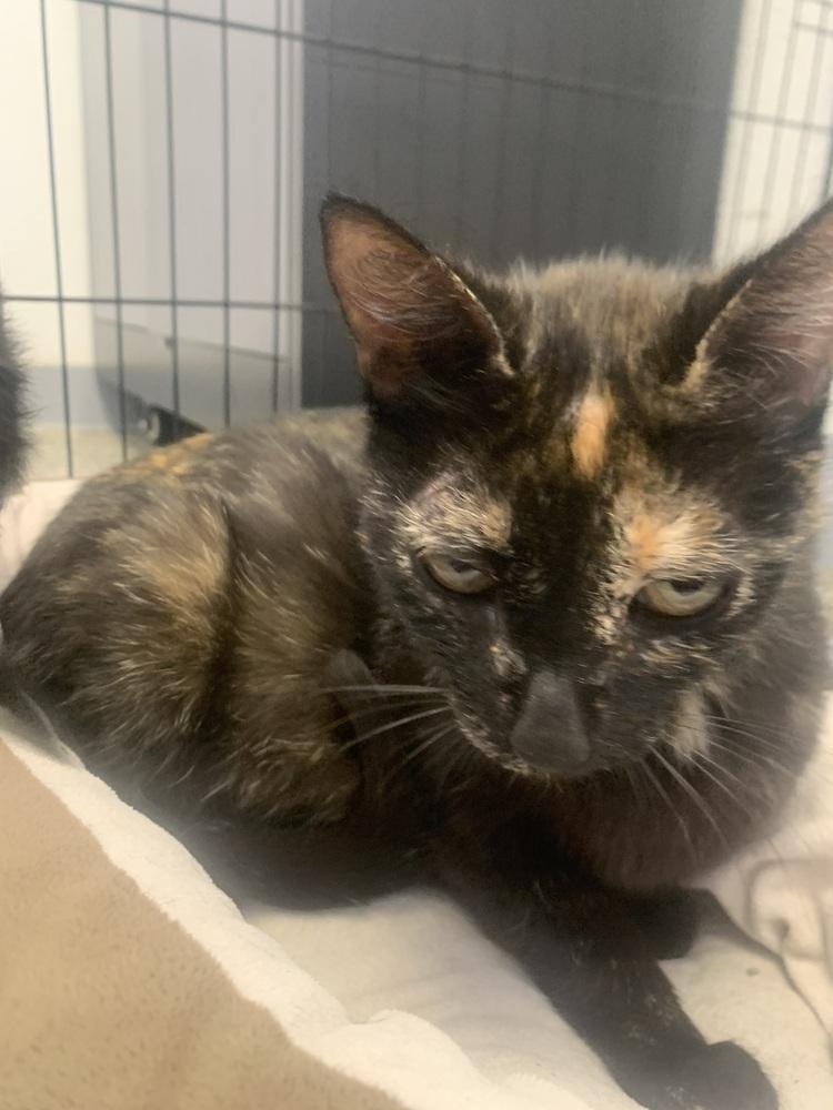 Enlarge Queen Amidala, a Adoptable Domestic Short Hair in Leadville, CO image 1/1