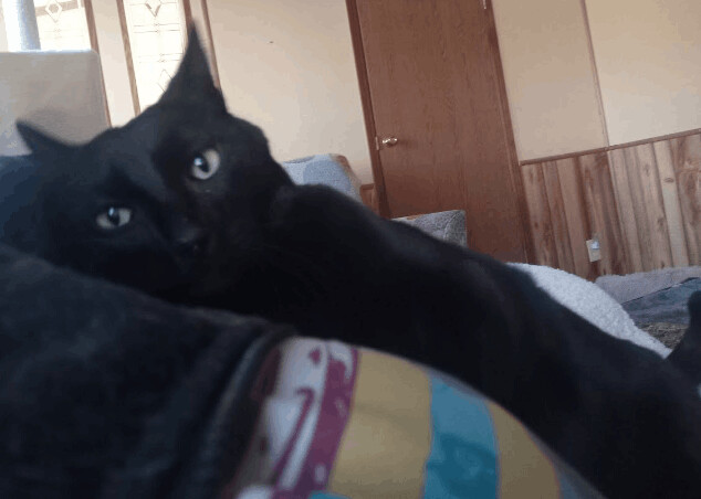 Enlarge Buddy, a Adopted mixed breed in Choctaw, OK image 1/6