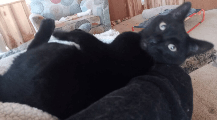 Enlarge Buddy, a Adopted mixed breed in Choctaw, OK image 2/6