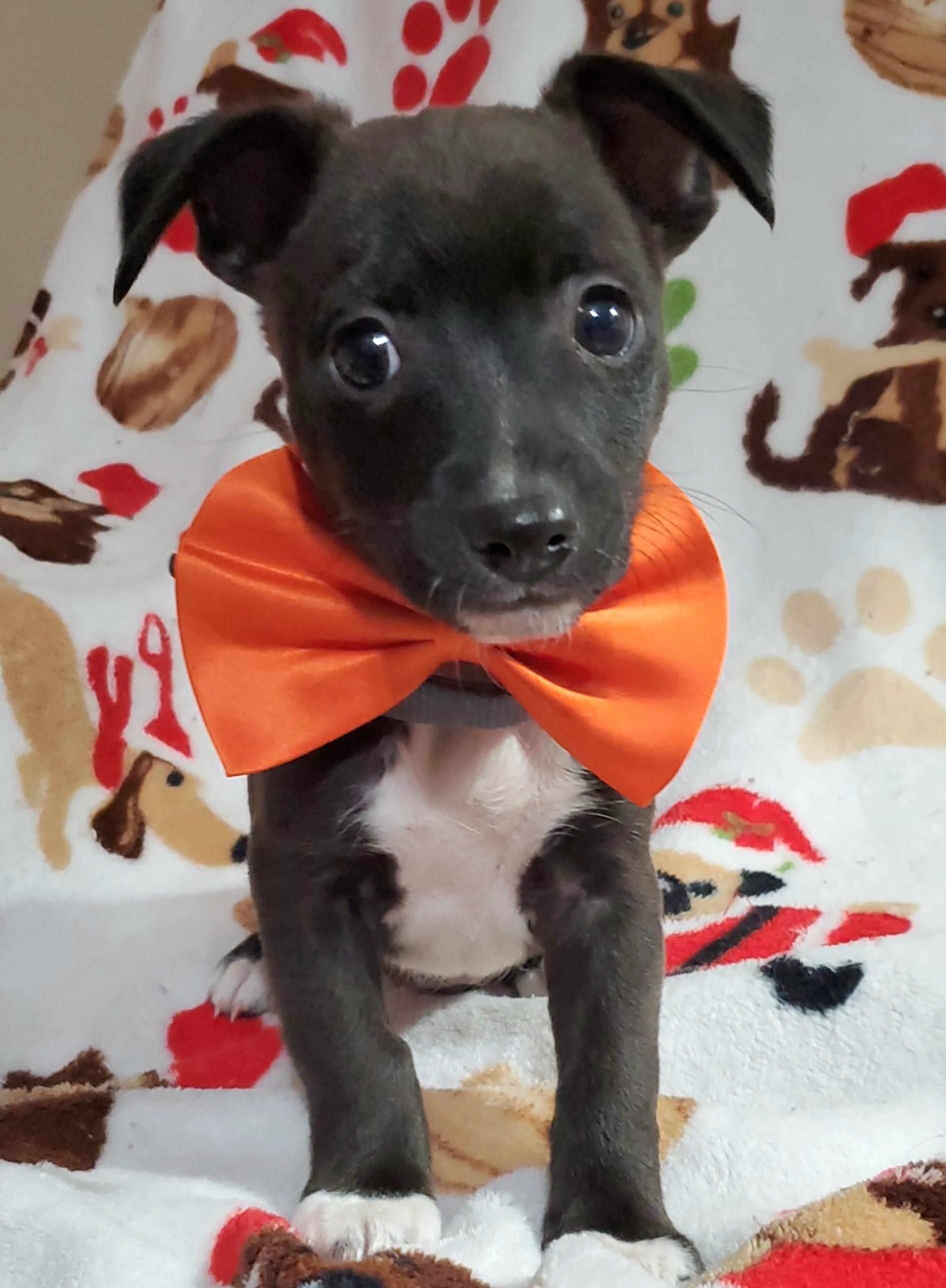 Paco, a Adoptable mixed breed image 1/2