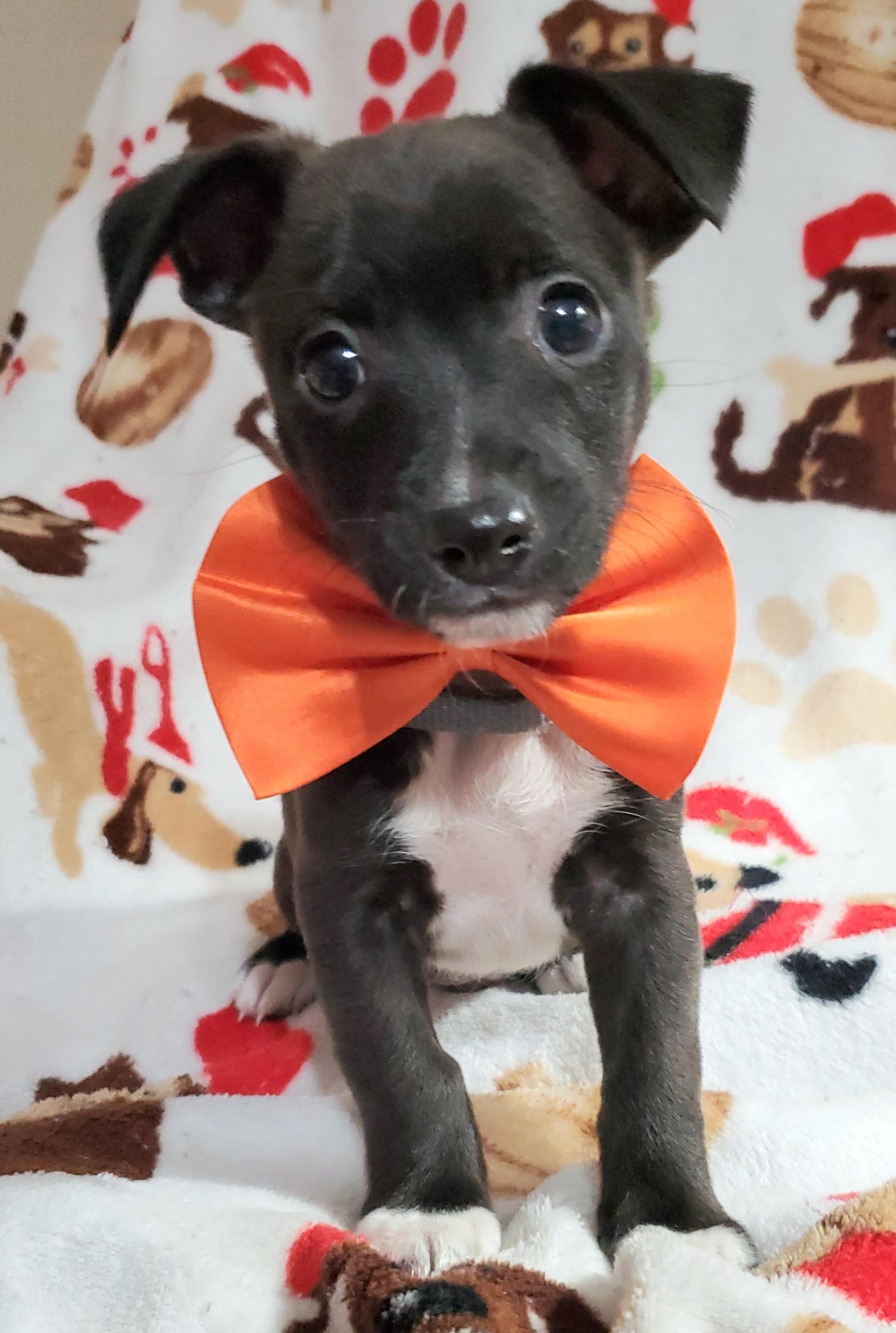 Paco, a Adoptable mixed breed image 2/2