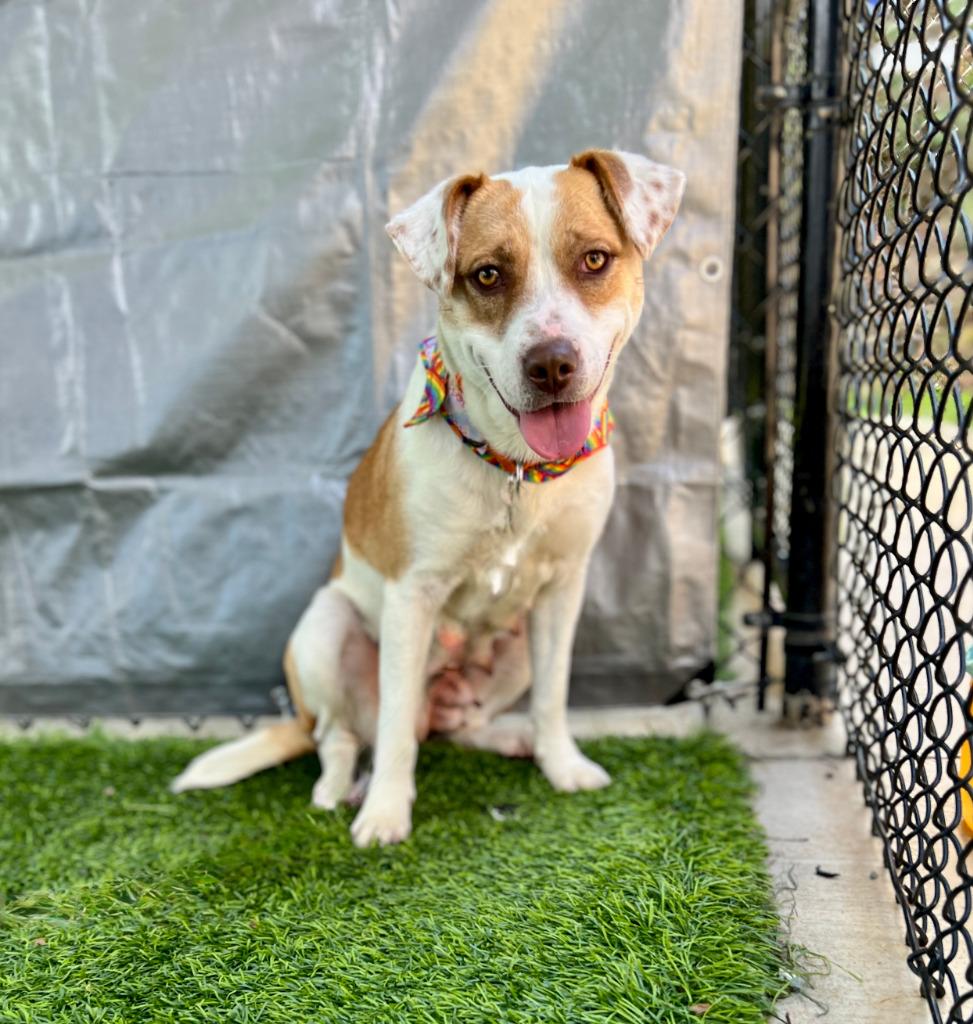 Mandy, Adoptable, Adult Female Mixed Breed.
