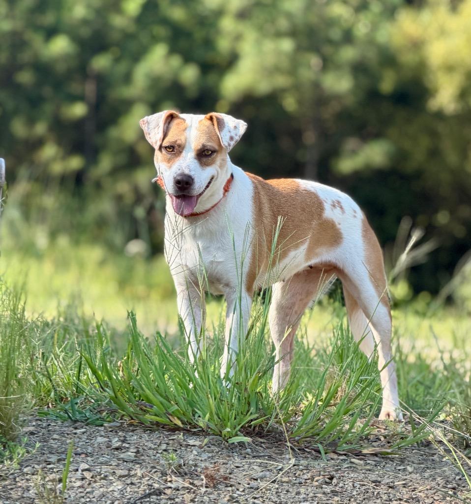 Enlarge Mandy, a Adoptable mixed breed in Ellijay, GA image 1/2