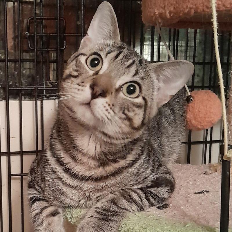 Enlarge Rex, a Adoptable Domestic Short Hair in Boston, MA image 1/1