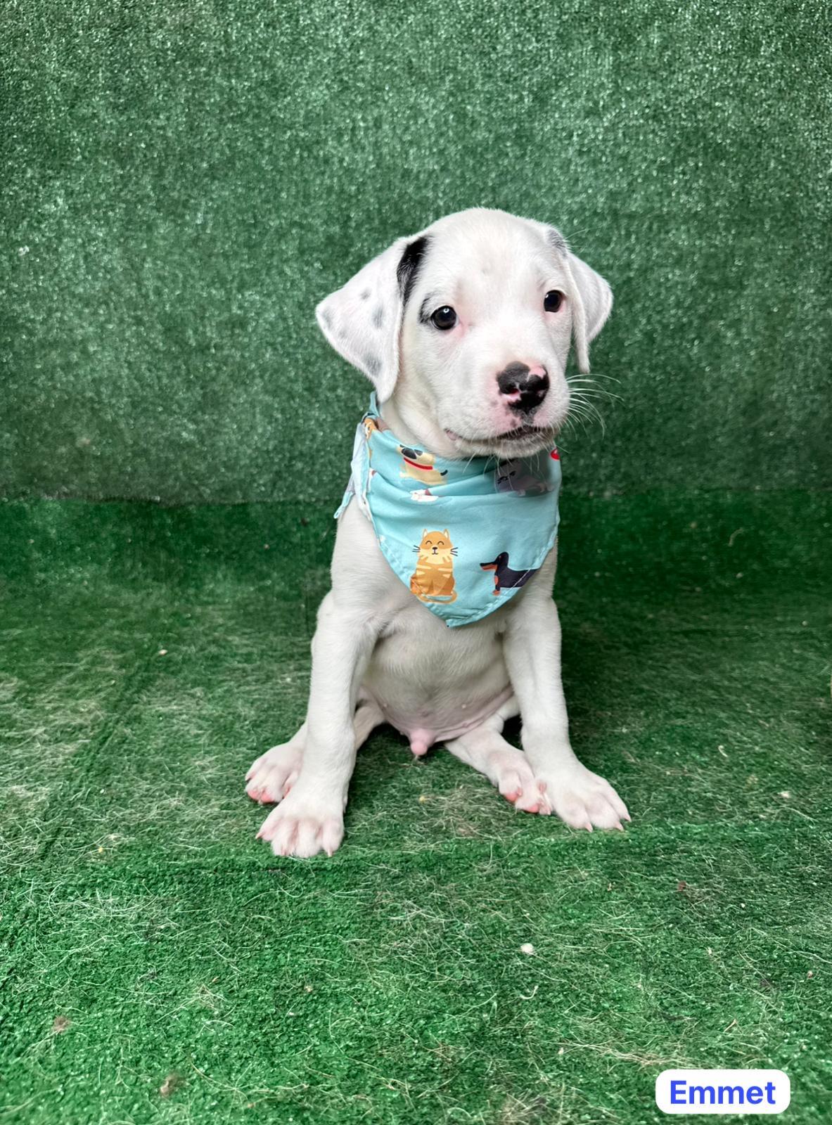 Enlarge Emmet, a ADOPTABLE mixed breed in New York, NY image 4/5