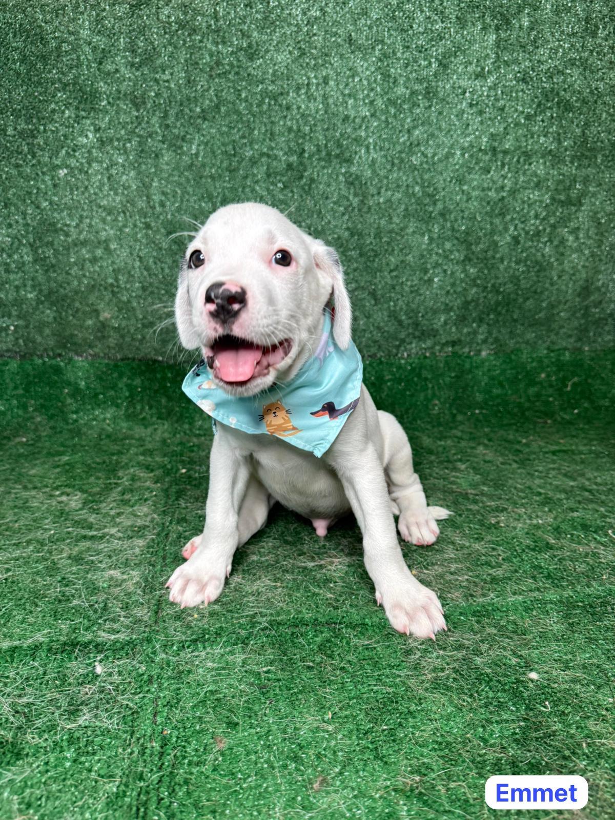 Enlarge Emmet, a ADOPTABLE mixed breed in New York, NY image 5/5