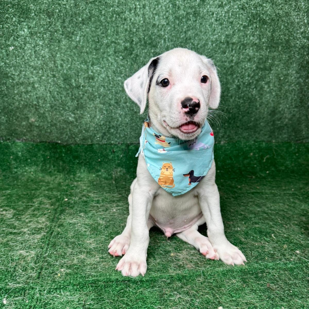 Enlarge Emmet, a ADOPTABLE mixed breed in New York, NY image 1/5