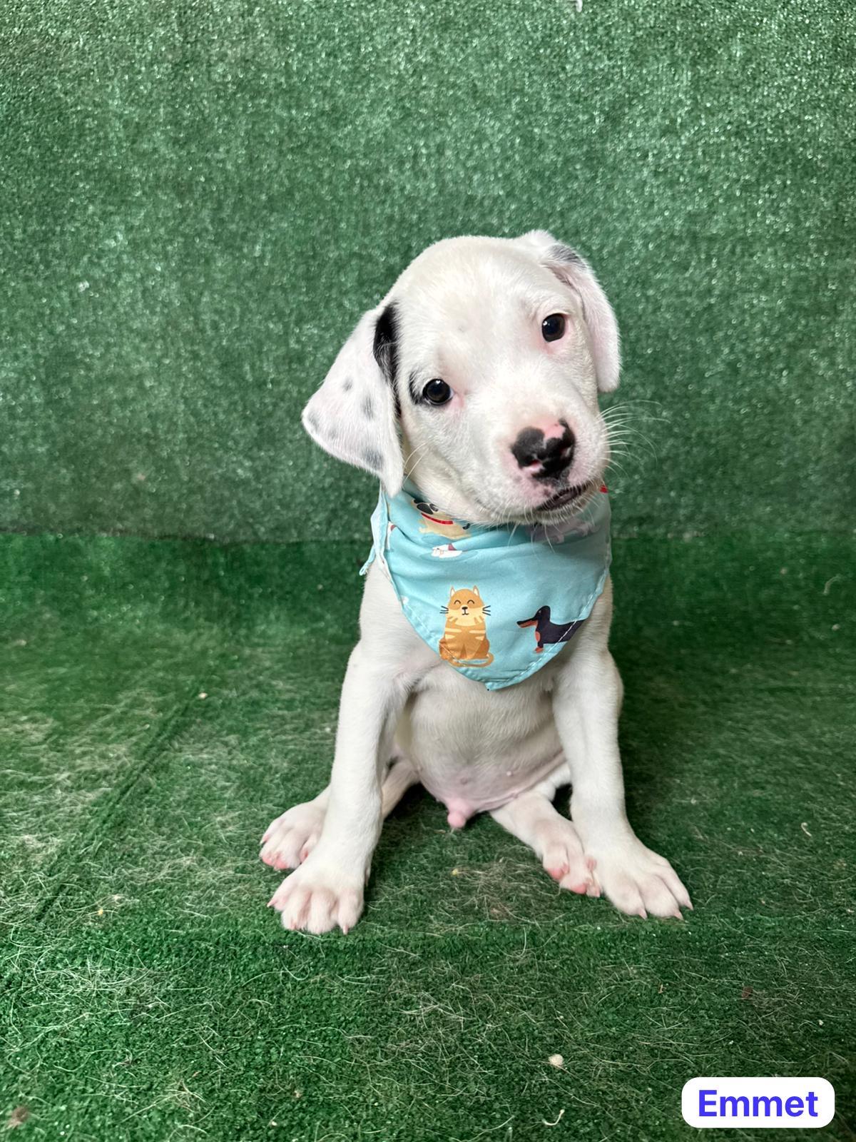 Enlarge Emmet, a ADOPTABLE mixed breed in New York, NY image 3/5