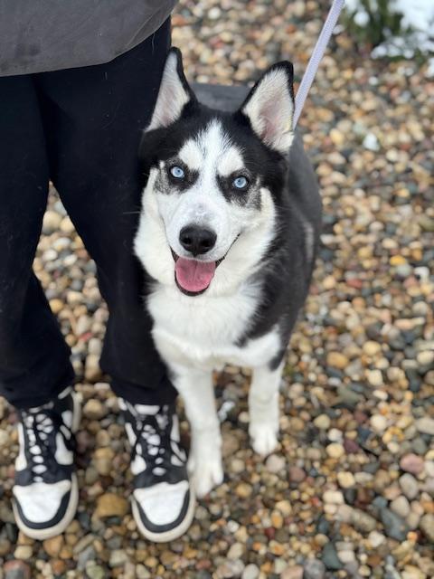 Enlarge Blackhawk, an adopted Husky in Benton Harbor, MI image 1/4
