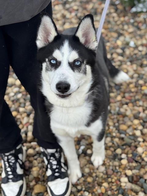 Enlarge Blackhawk, an adopted Husky in Benton Harbor, MI image 4/4