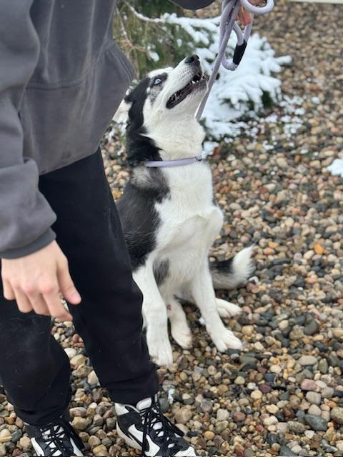 Enlarge Blackhawk, an adopted Husky in Benton Harbor, MI image 3/4