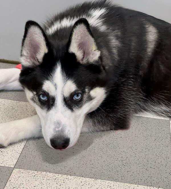 Enlarge Blackhawk, an adopted Husky in Benton Harbor, MI image 2/4