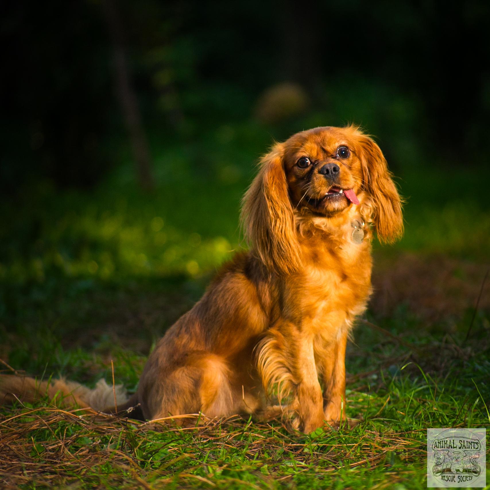 Copper photo 2