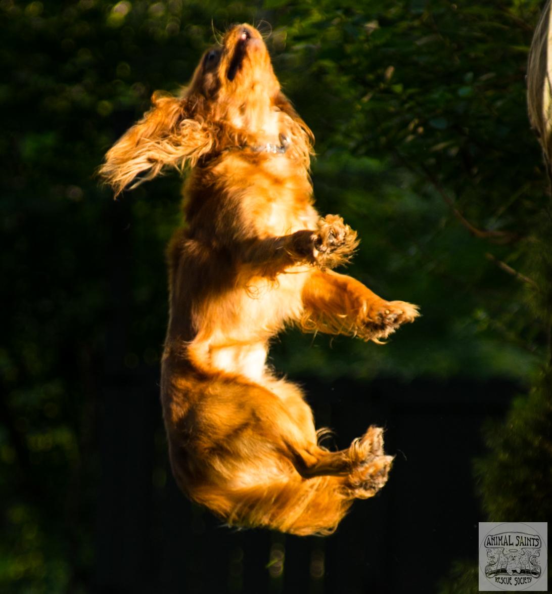 Copper photo 5
