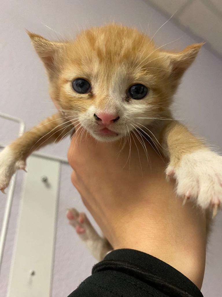 Simba (Pauley), Adoptable, Kitten Male Domestic Short Hair.