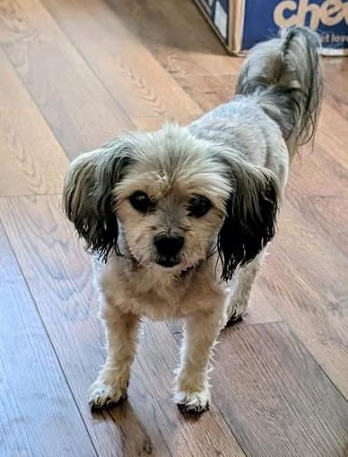 Enlarge Buddy, a Adoptable mixed breed in Hopkinton, MA image 3/5