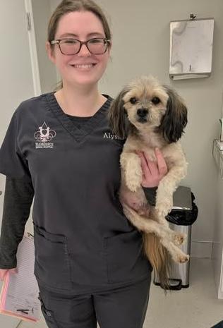 Enlarge Buddy, a Adoptable mixed breed in Hopkinton, MA image 2/5