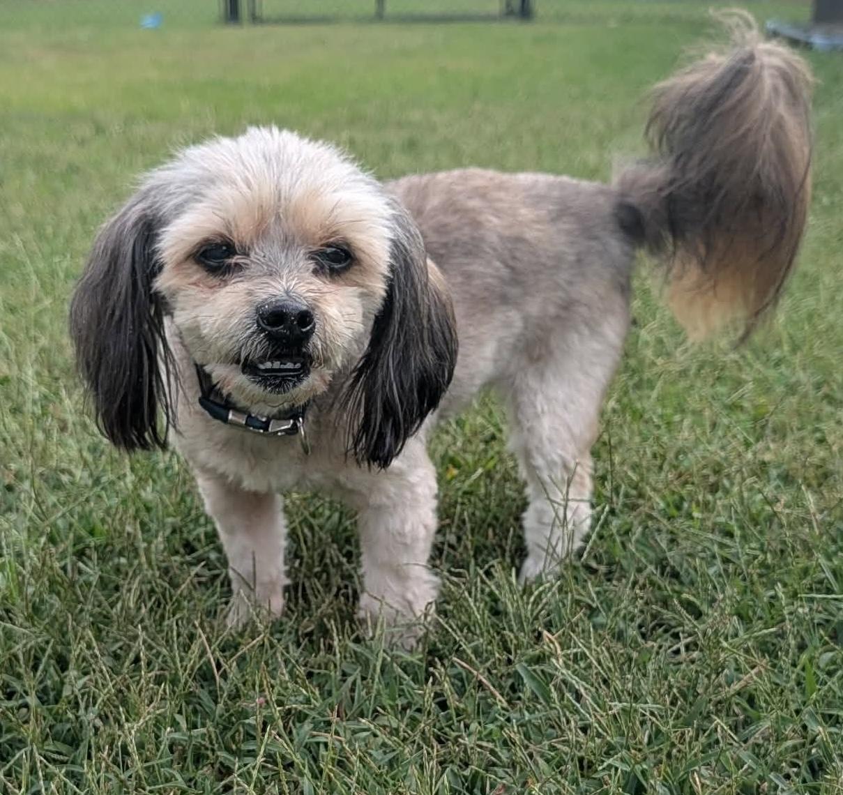 Buddy, Adoptable, Senior Male Shih Tzu & Yorkshire Terrier.