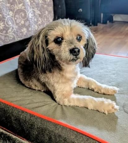Enlarge Buddy, a Adoptable mixed breed in Hopkinton, MA image 4/5